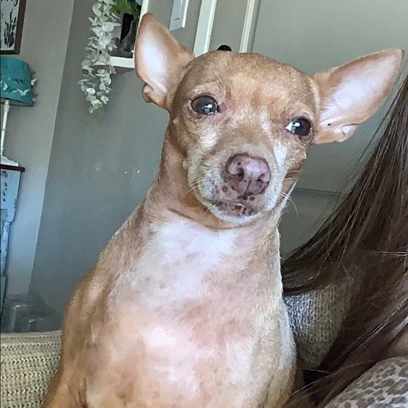 Meet your Posher, Ariel - Picture 1 of 1